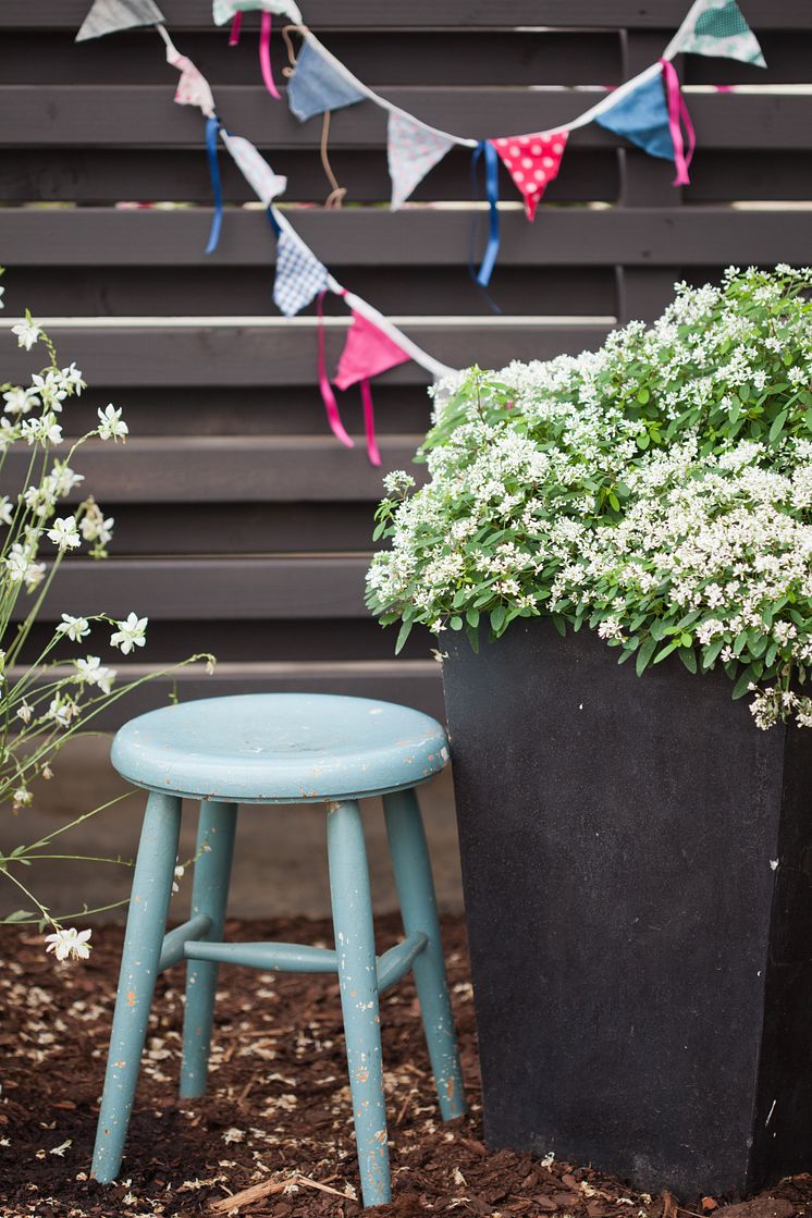 Snötörel, Euphorbia chamaesyce 'Diamond Star'