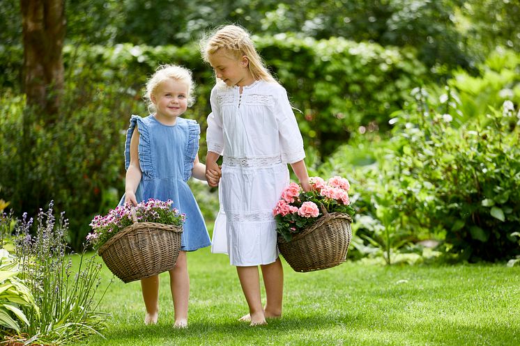 Pelargoner till Mors Dag