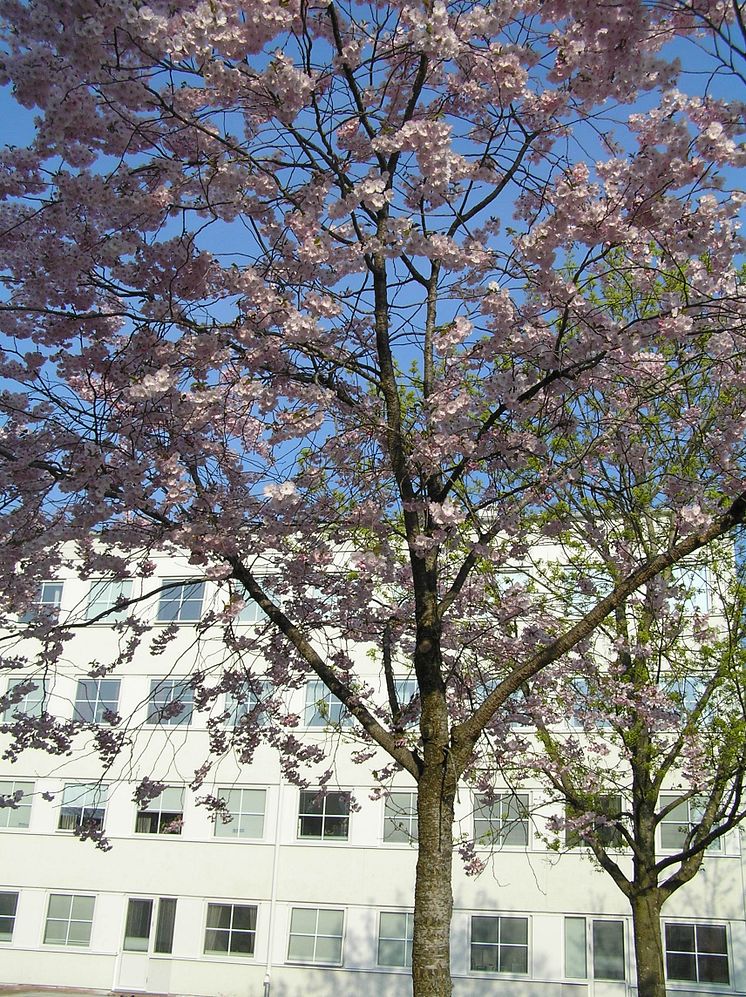 AB Bostäder i Borås - Hyreslägenheter på Våglängdsgatan, Hässleholmen 