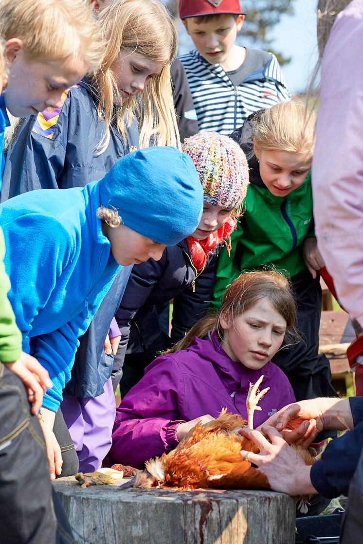 Plukning af høne er en af de mere alternative discipliner på MADlejr