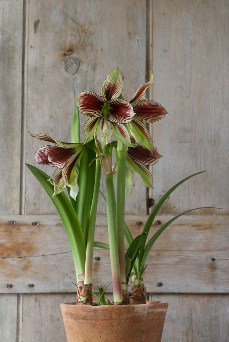 Amaryllis i kruka