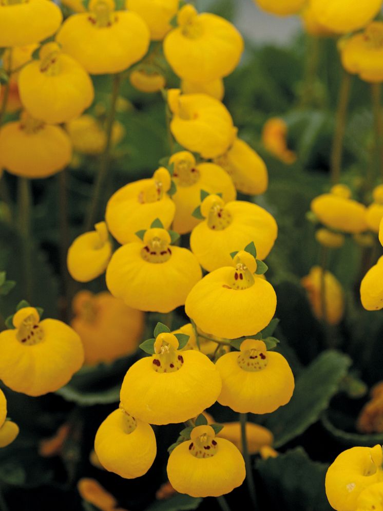 Toffelblomma, Calceolaria 'Calynopsis' 