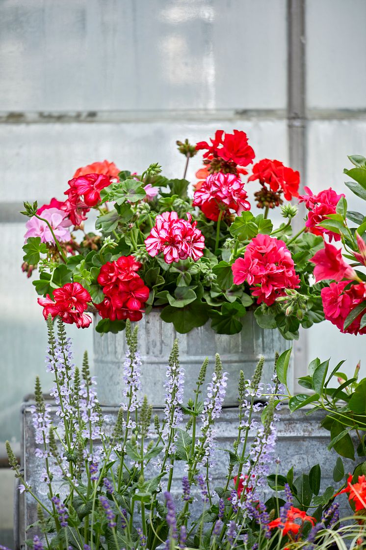 Pelargoner  industrikänsla