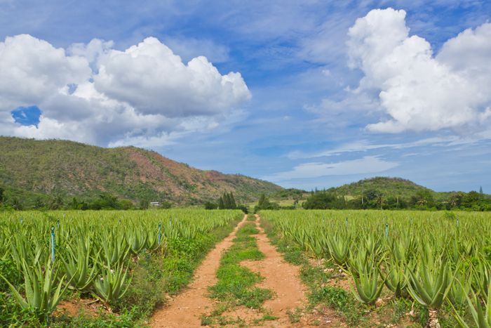 Was ist eigentlich Aloe vera?