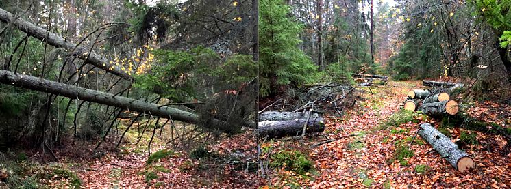 Vindfälle på Blekingeledens östliga sträckning från Ronneby stad har kapats upp inne i ett Biotopskyddsområde. Stockarna lämnas kvar och bidrar till den biologiska mångfalden. 