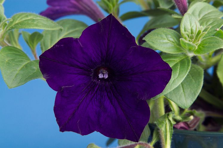 Petunia Sanguna Cobalt Blue 