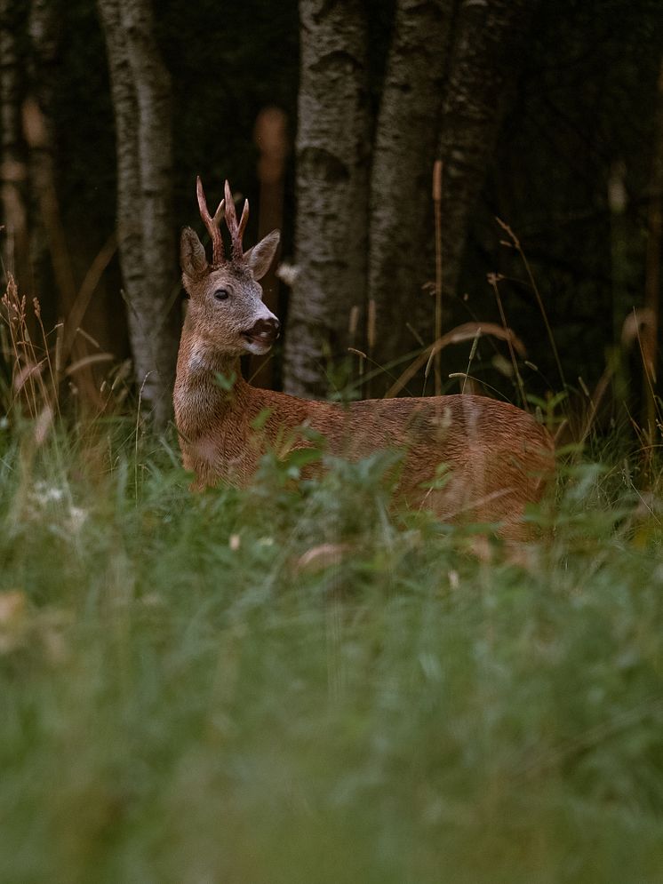 Rådjursbock