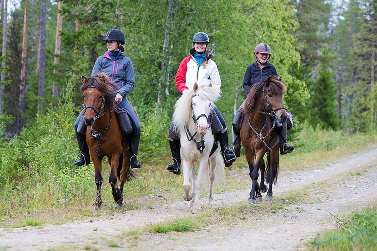 Horses of Taiga erbjuder upplevelser i skogarna kring Svansele.