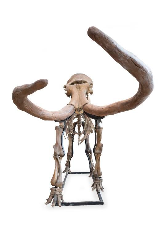 mammut.jpg