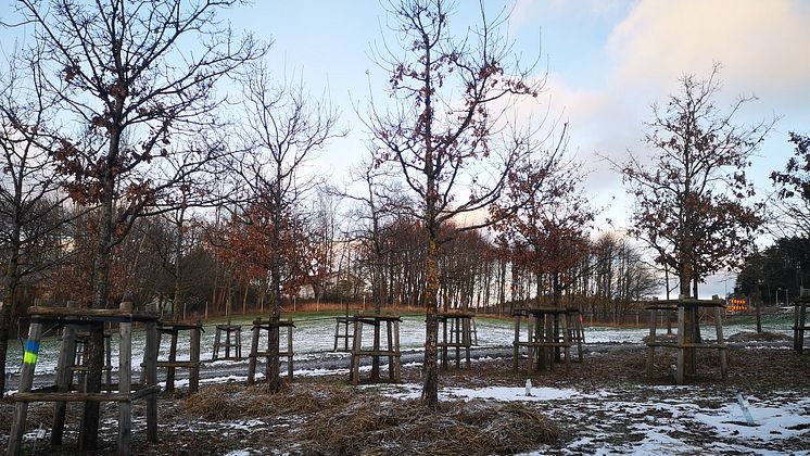 kärrekartollered_västlänken_tillfärjenäsparken_jan2021_fotoSandraElisasson_parkonaturförvaltningen.jpg