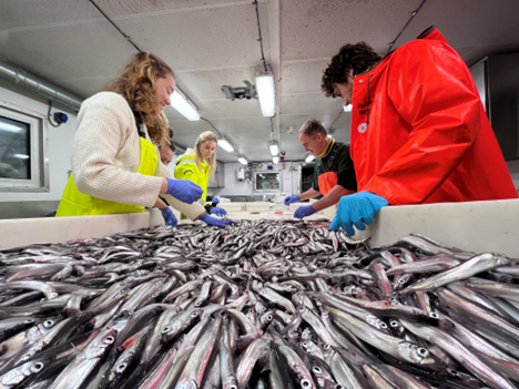 An abundant catch of capelin south of the front (photo Malin Daase)