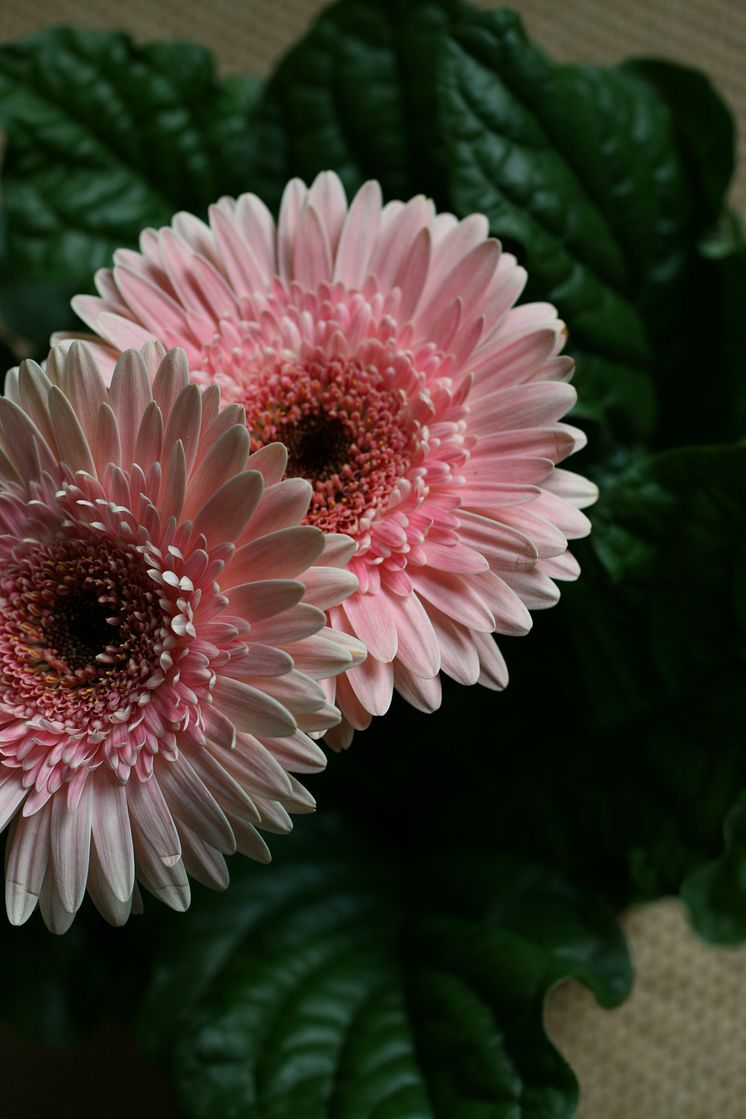 Gerbera 4