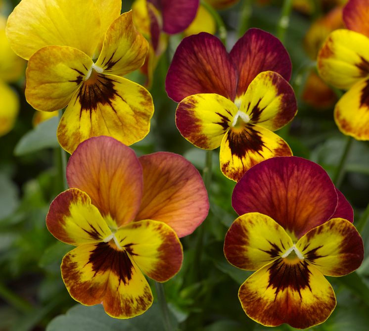 Viola (Tricolor-Gruppen) ’Deltini Copperfield’ 