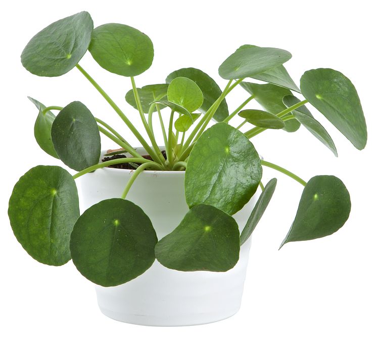 Parasollpilea  Elefantöra