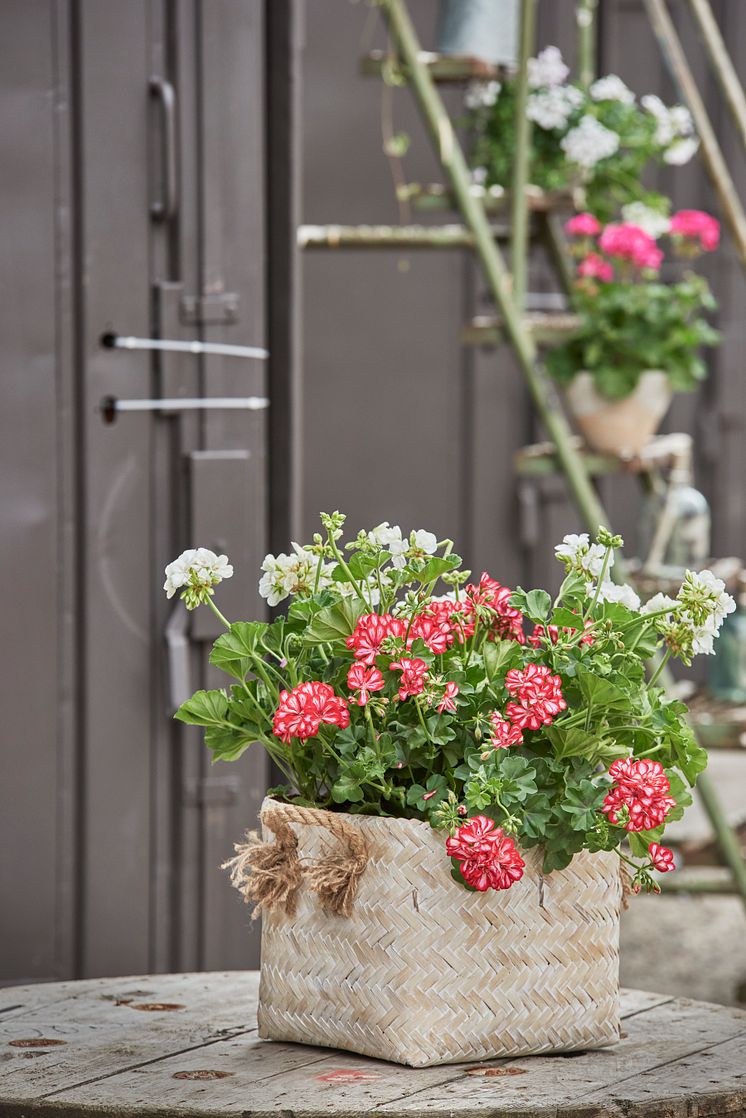 Pelargoner i stan.