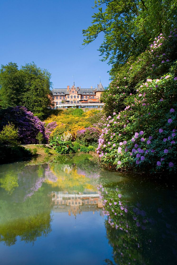 Rhododendron i ravinen