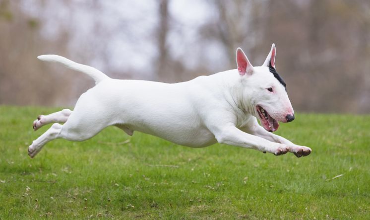 miniatyrbullterrier