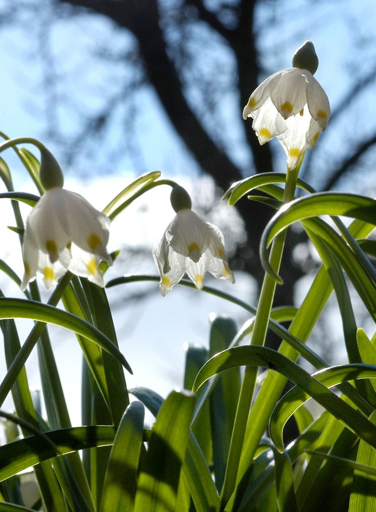 Snöklocka Leucojum vernum 