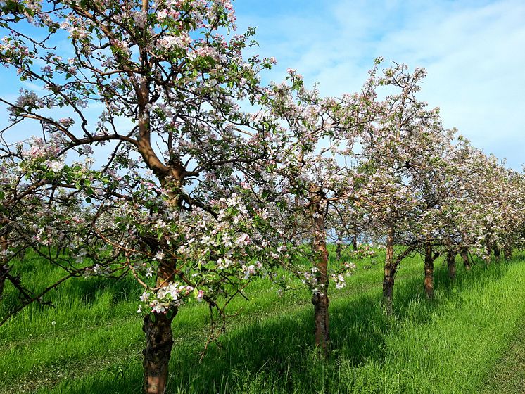 Obstland 