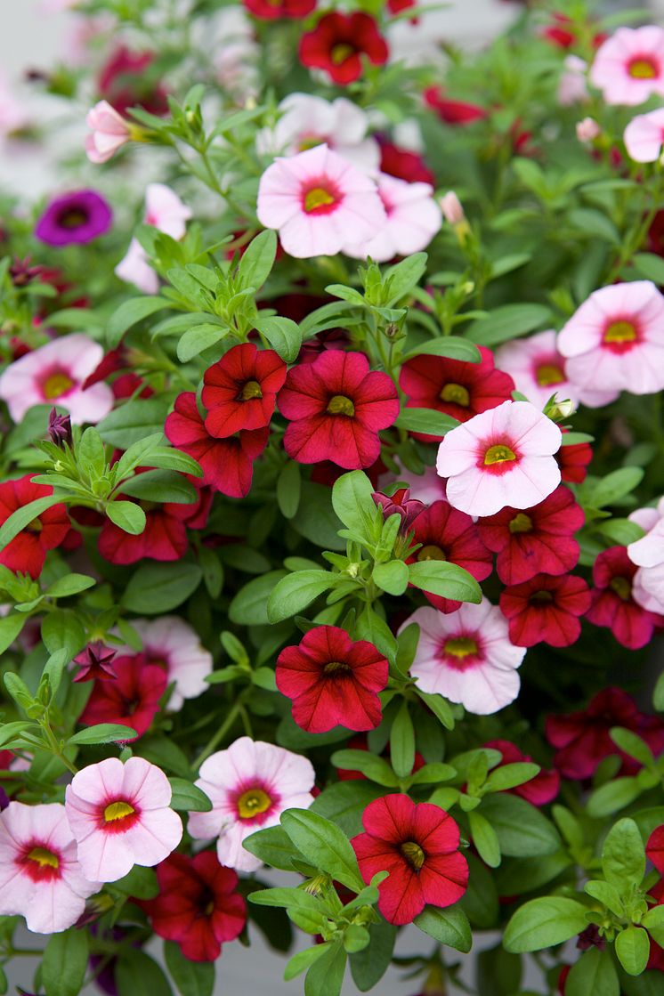 Petunia hängpetunia