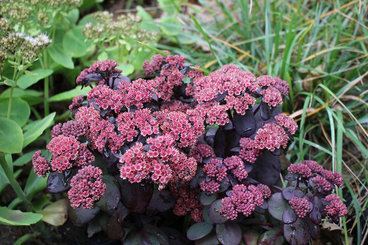 Hylotelephium 'Blue Pearl' N Kärleksört Nyhet 2015