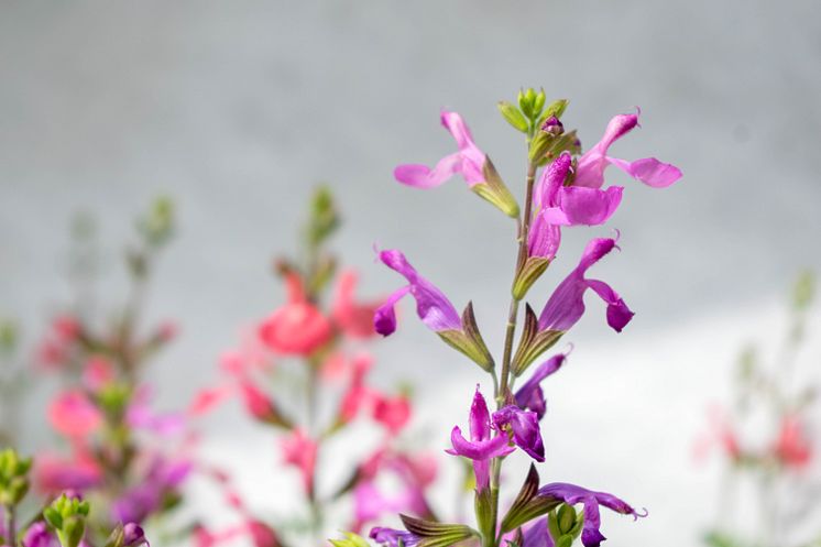 Salvia Heatwave