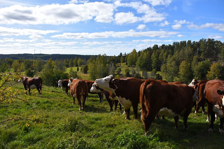 Köttdjur_Foto Växa