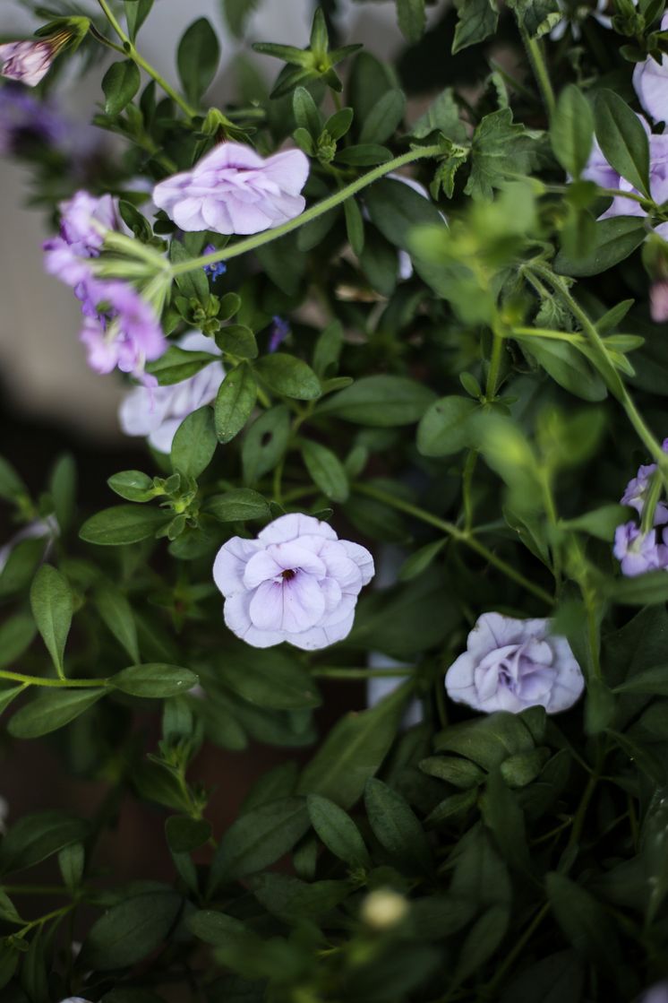 Fylldblommig petunia