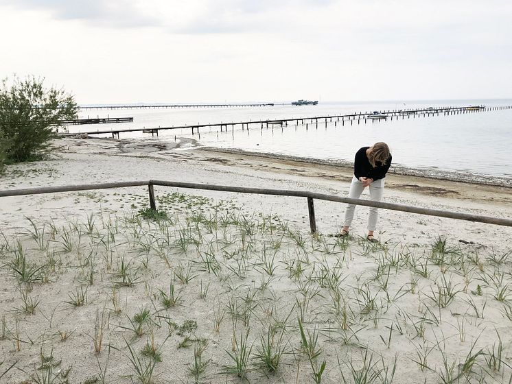 Strandväxter i Bjärred (2)