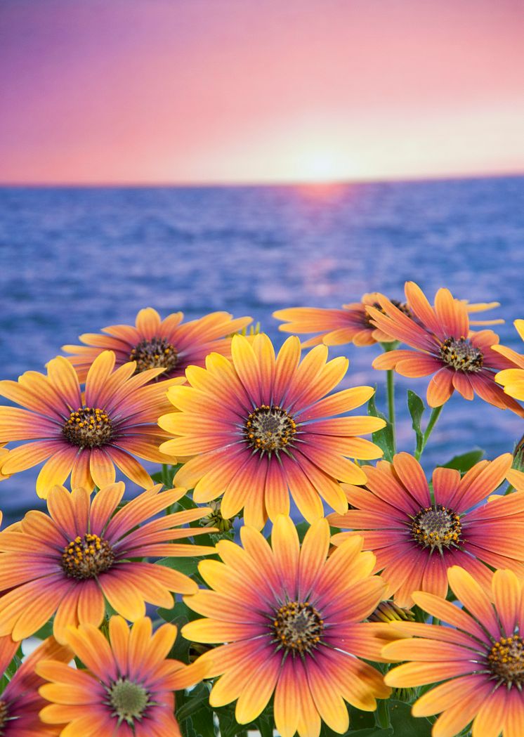 Stjärnöga, Osteospermum ecklonis Purple Sun