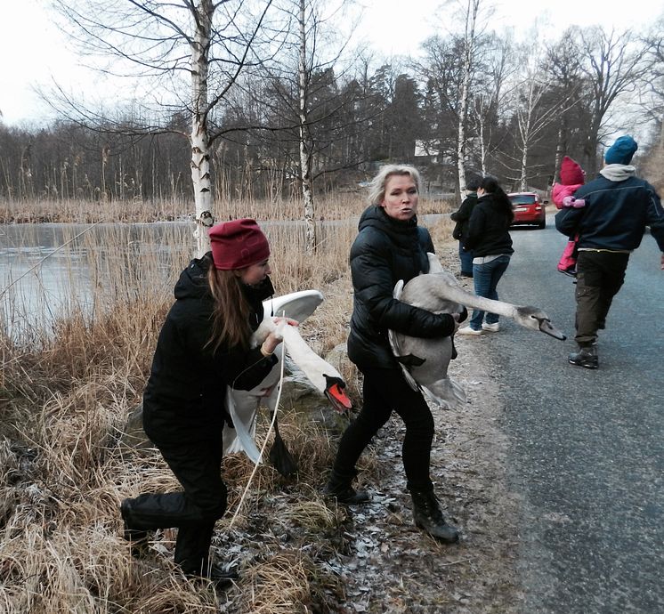 Infångande av svanar vid sjö i Nacka