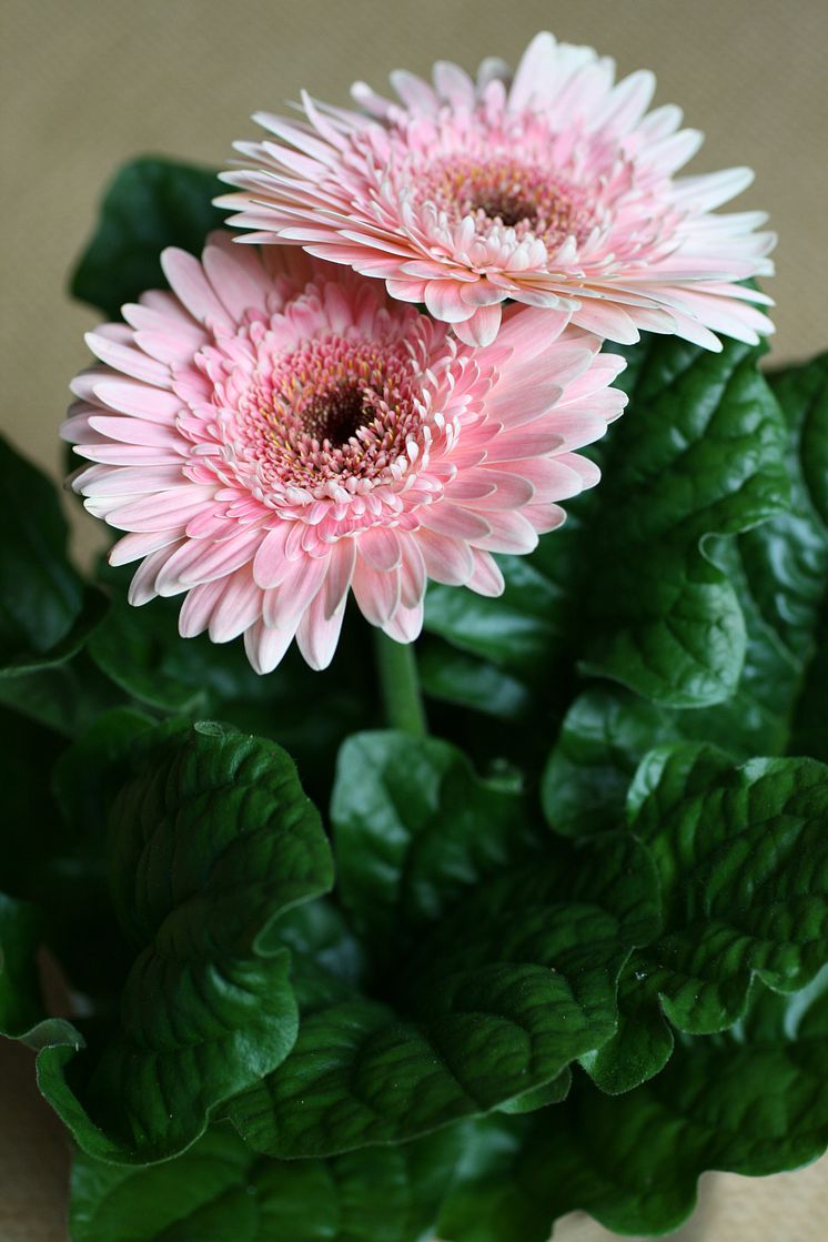 Gerbera 2