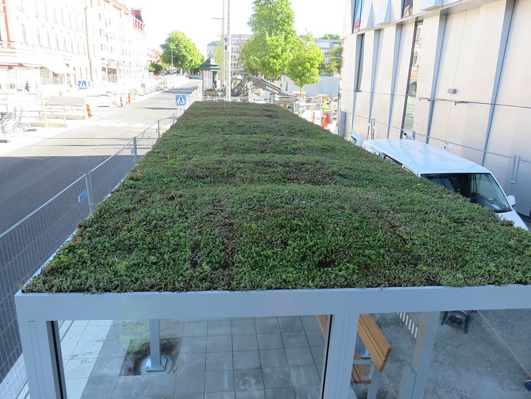 Vågigt sedumtak på väderskydd SHARP, Vaksala Torg, Uppsala