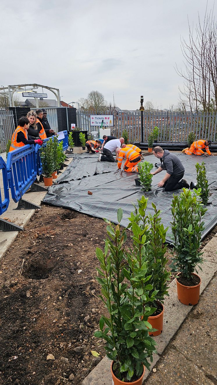 New Southgate replanting 1.jpg