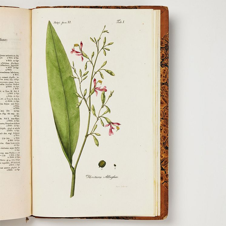 Rare Work on Chinese Plants