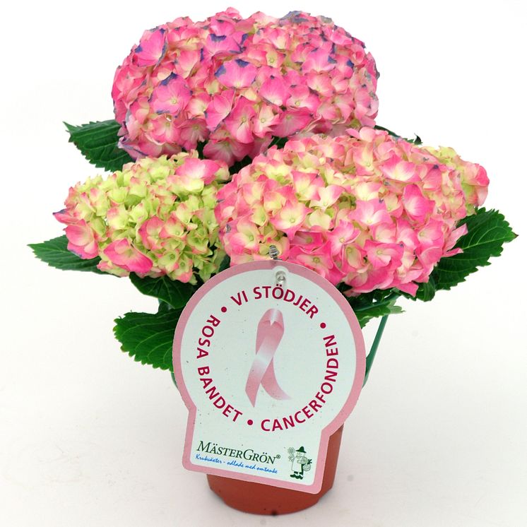 Dagens Rosa Produkt 26 oktober - en Hortensia från Mäster Grön