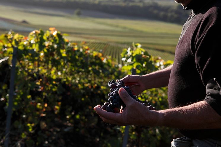 PN picking at Bollinger