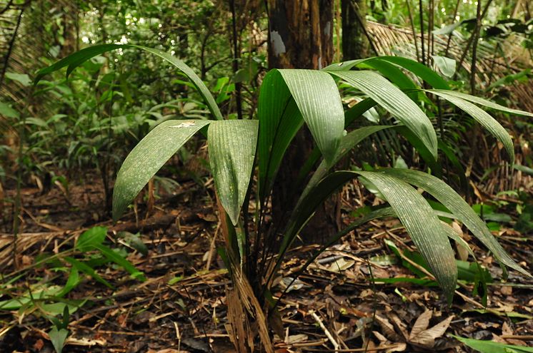 Från kartläggningen av palmer i Amazonas