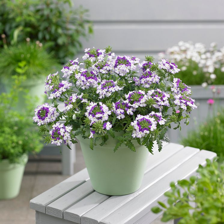  Verbena, Glandularia Landai®Twister Blue på bordet