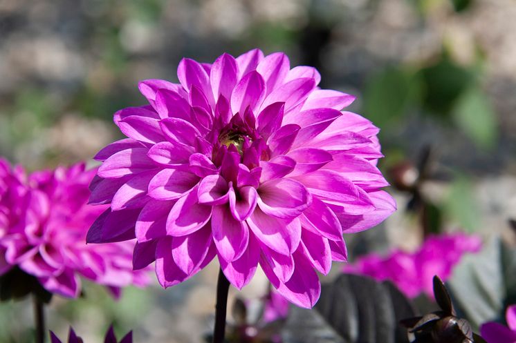 Dahlia Dark Dalaya Kala Ambiente 