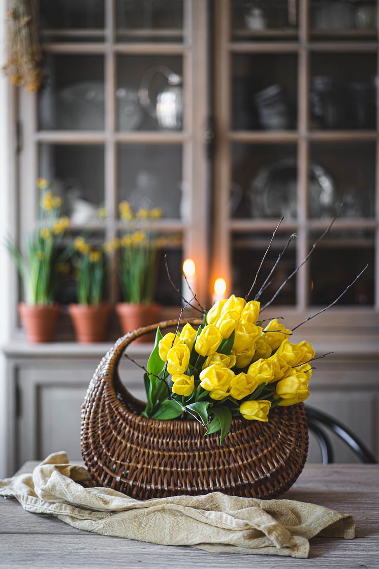 Tulpaner och minipåskliljor till påsk