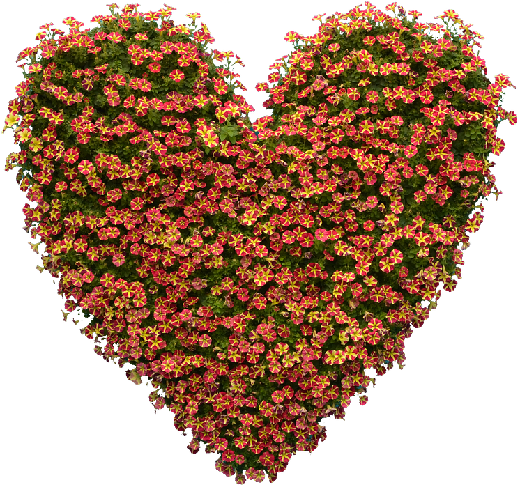Ser du det enskilda hjärtat i det mönster som bildas i blomman?
