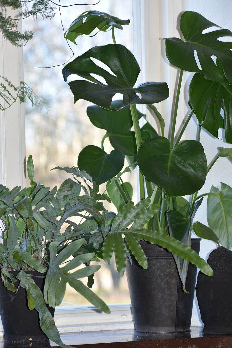 Monstera och hartassbräken