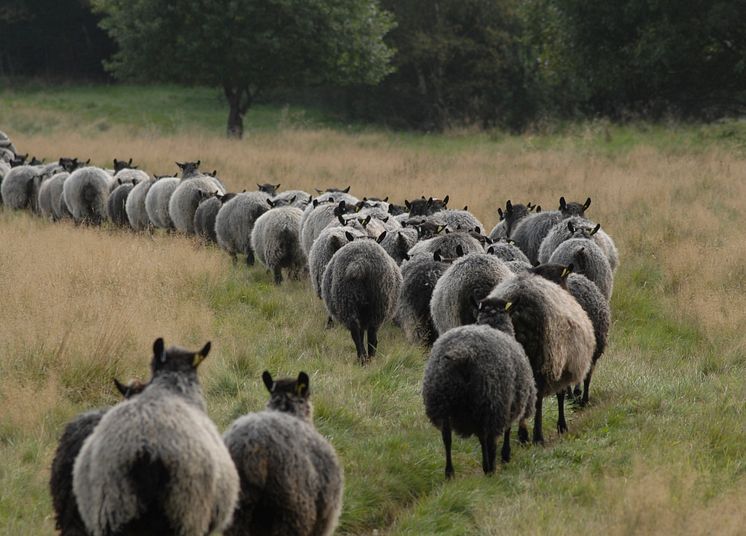 Fårflock i hage