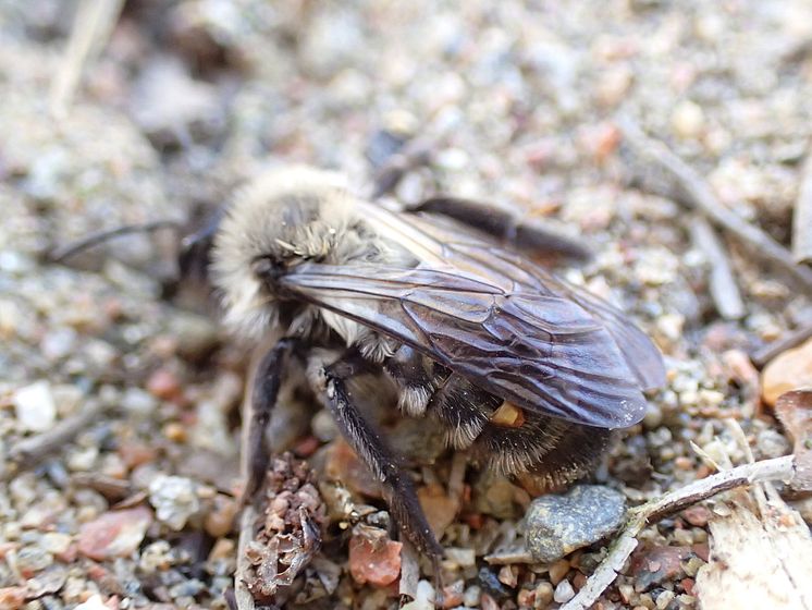 Hona av vridvingen Stylops ater i ett sälgsandbi Foto Didrik Vanhoenacker