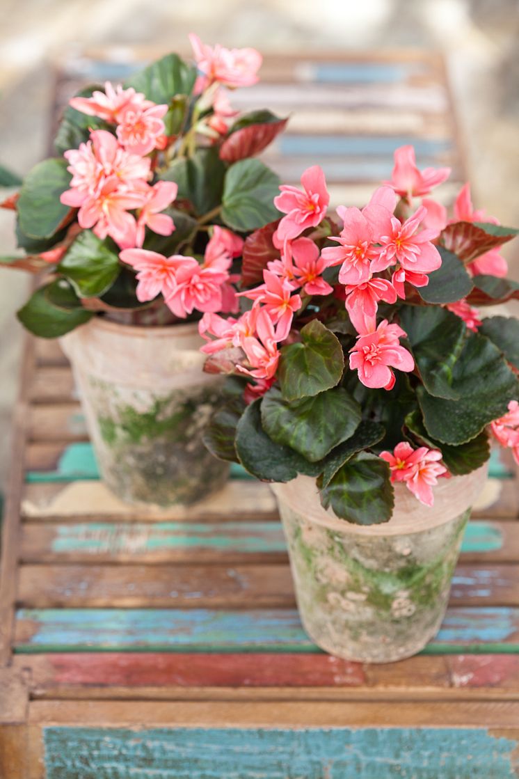 Begonia x hiemalis 'Ceveca'