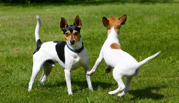 Tenterfield terrier