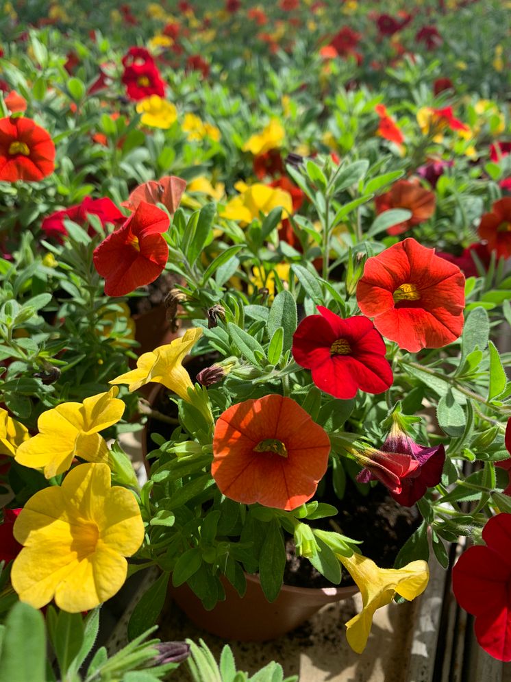 Sommarblomsodling hos Görarps Blomsterproduktion