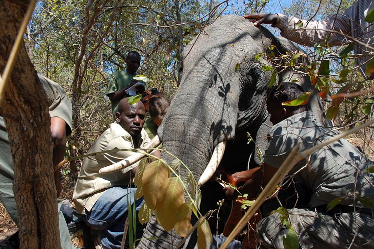 sövd elefant i Ugalla