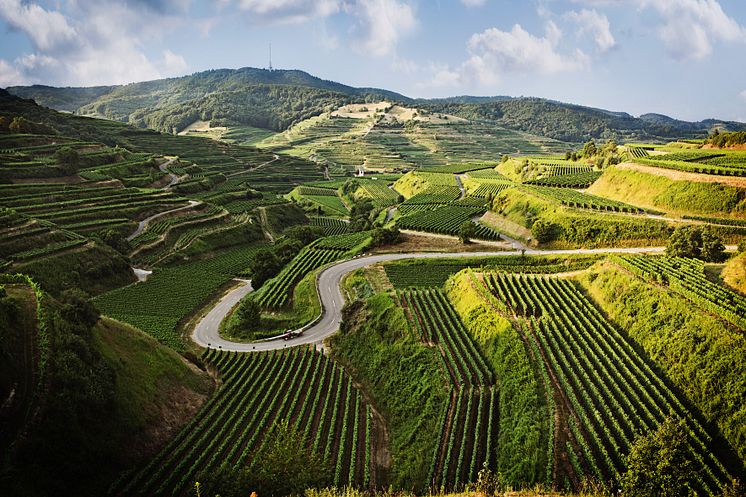 Baden vinregion Kaiserstuhl © Deutsches Weininstitut GmbH.jpg